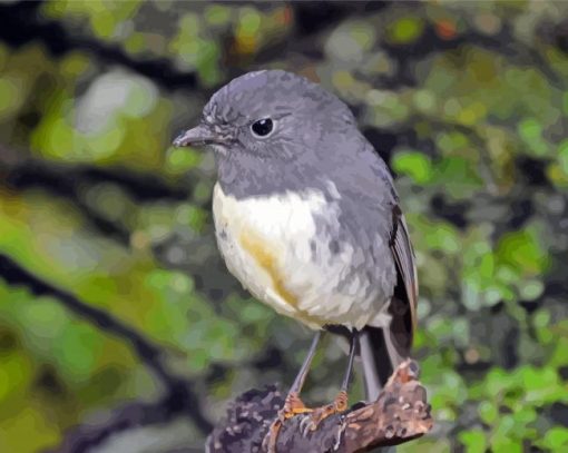 South Island Robin Bird Diamond Painting