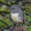 South Island Robin Bird Diamond Painting