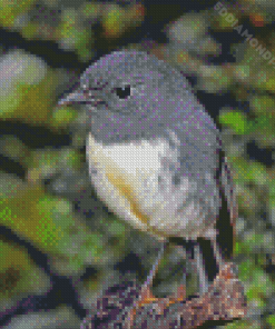 South Island Robin Bird Diamond Painting