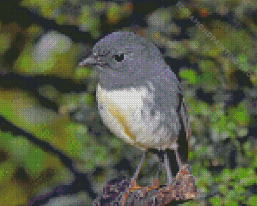 South Island Robin Bird Diamond Painting