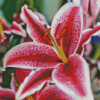 Stargazer Lily Diamond Painting