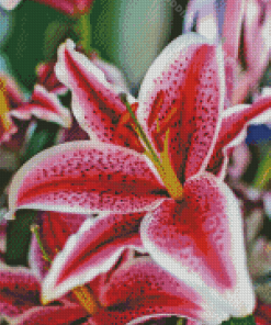 Stargazer Lily Diamond Painting