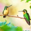 Couple Hummingbird Diamond Painting