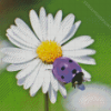 Purple Ladybug Diamond Painting