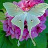 Luna Moth Wings Diamond Painting