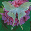 Luna Moth Wings Diamond Painting