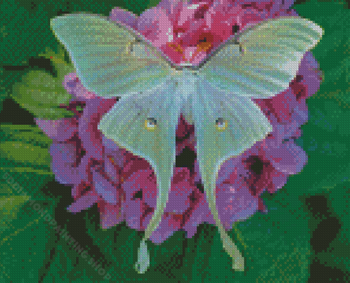 Luna Moth Wings Diamond Painting