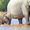 Mom And Baby Elephant In Water Diamond Painting