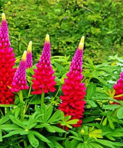 Pink And Purple Lupins Diamond Painting