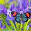 Purple Irises With Butterfly Diamond Painting