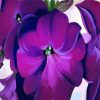 Purple Flowers Georgia Okeefe Diamond Painting