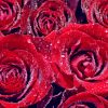 Water And Red Roses Diamond Painting