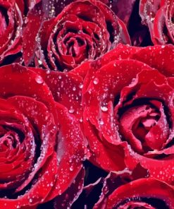 Water And Red Roses Diamond Painting