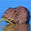 Wildlife Muskrat Diamond Painting