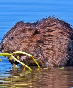 Wildlife Muskrat Diamond Painting