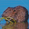 Wildlife Muskrat Diamond Painting