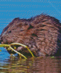 Wildlife Muskrat Diamond Painting