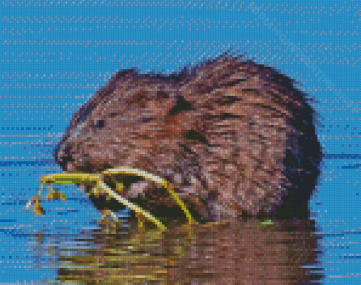 Wildlife Muskrat Diamond Painting