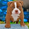 American Bully Puppy Diamond Painting