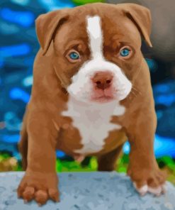 American Bully Puppy Diamond Painting