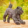 Black Bouvier Des Flandres Puppy Diamond Painting