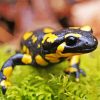 Black And Yellow Salamander Diamond Painting