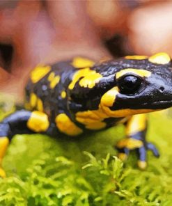 Black And Yellow Salamander Diamond Painting