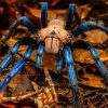 Blue And Brown Spider Diamond Painting