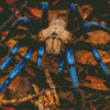 Blue And Brown Spider Diamond Painting