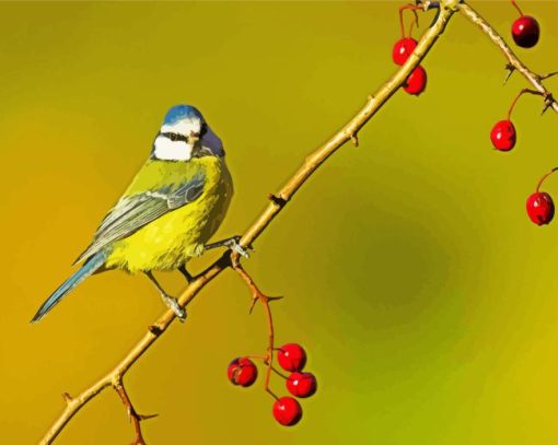 Blue Tit Bird Diamond Painting