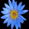 Blue Water Lily Flower Diamond Painting