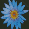 Blue Water Lily Flower Diamond Painting