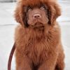 Brown Newfoundland Diamond Painting