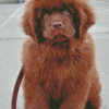 Brown Newfoundland Diamond Painting