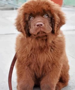 Brown Newfoundland Diamond Painting