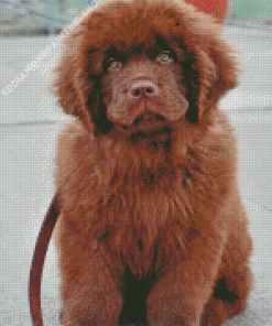 Brown Newfoundland Diamond Painting