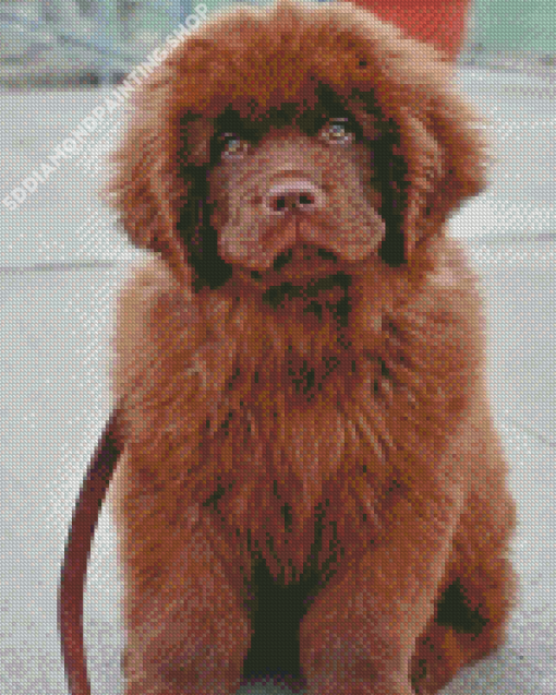 Brown Newfoundland Diamond Painting