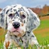 English Setter Puppy Diamond Painting