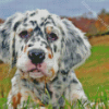 English Setter Puppy Diamond Painting