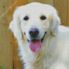 Cream Retriever Diamond Painting