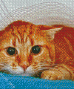 Frightened Cat Diamond Painting