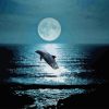 Dolphin At Night Diamond Painting