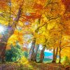 Golden Trees In Forest With Sun Light Diamond Painting