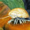 Isopod Art Diamond Painting