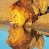 Lion Drinking Water Diamond Painting