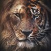 Lion Tiger Diamond Painting