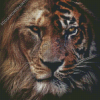 Lion Tiger Diamond Painting