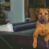 Mountain Cur On The Couch Diamond Painting