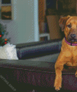 Mountain Cur On The Couch Diamond Painting