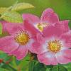 Pink Cherokee Roses Diamond Painting